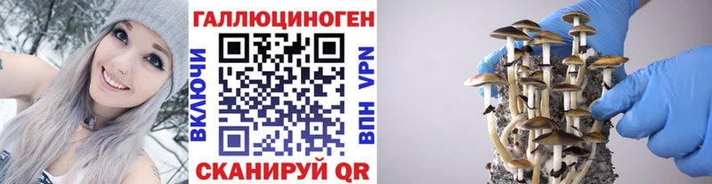 Псилоцибиновые грибы Cubensis  гидра маркетплейс  Ставрополь 